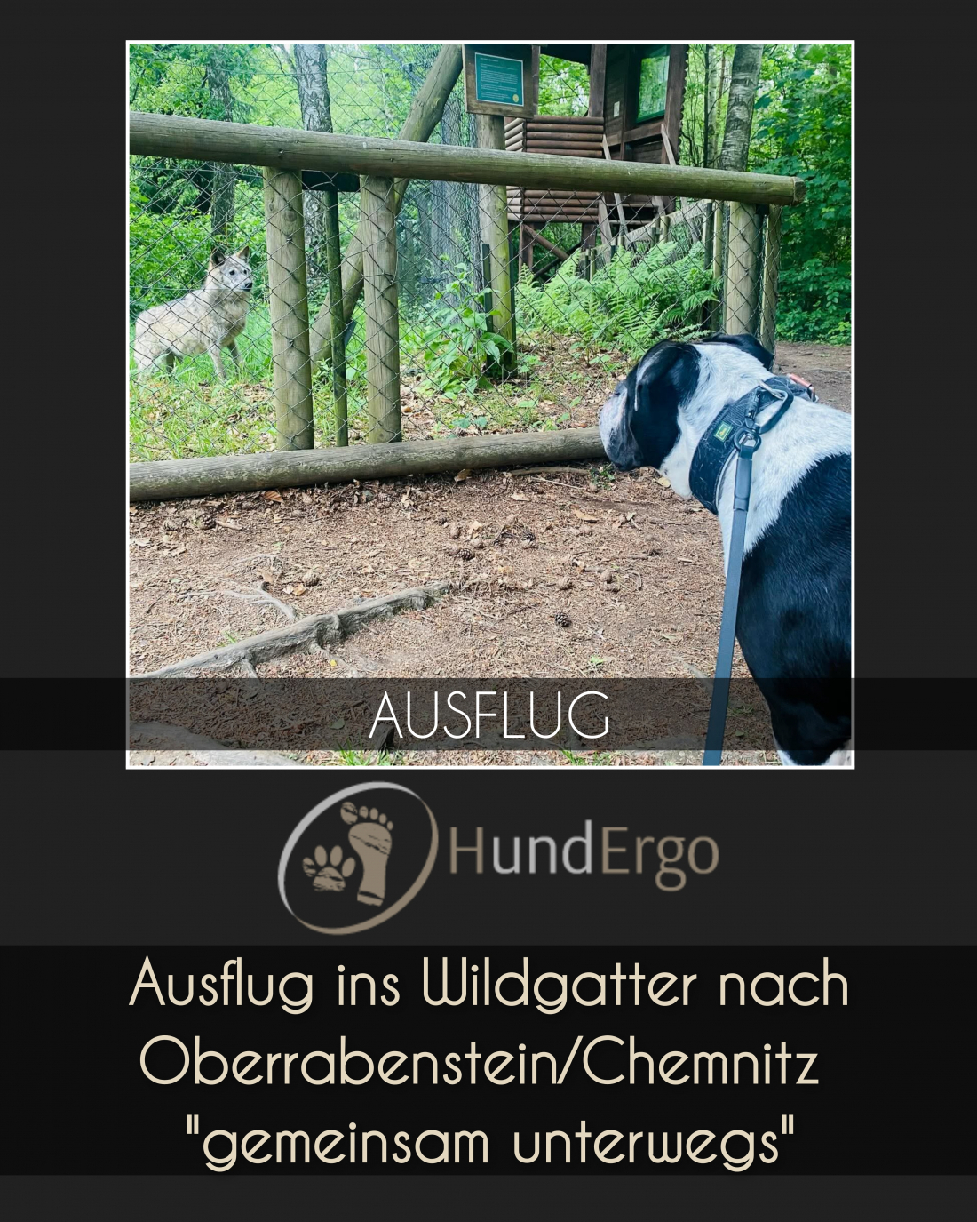 Gemeinsam Unterwegs - Ausflug ins Wildgatter nach Oberrabenstein / Chemnitz