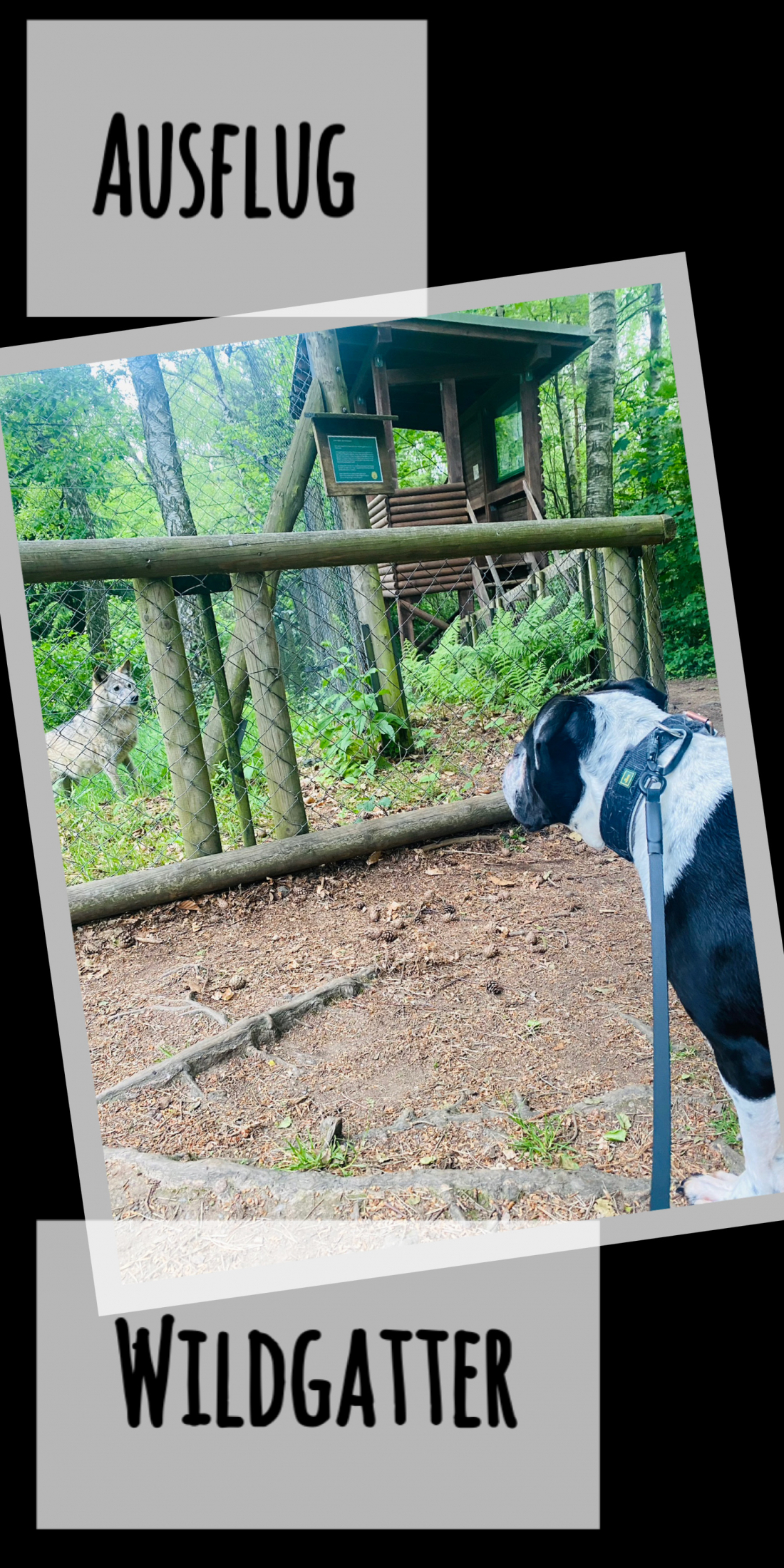 Ausflug - Wildgatter Oberrabenstein (1 Partner*in frei) zzgl. Eintritt ins Wildgehege