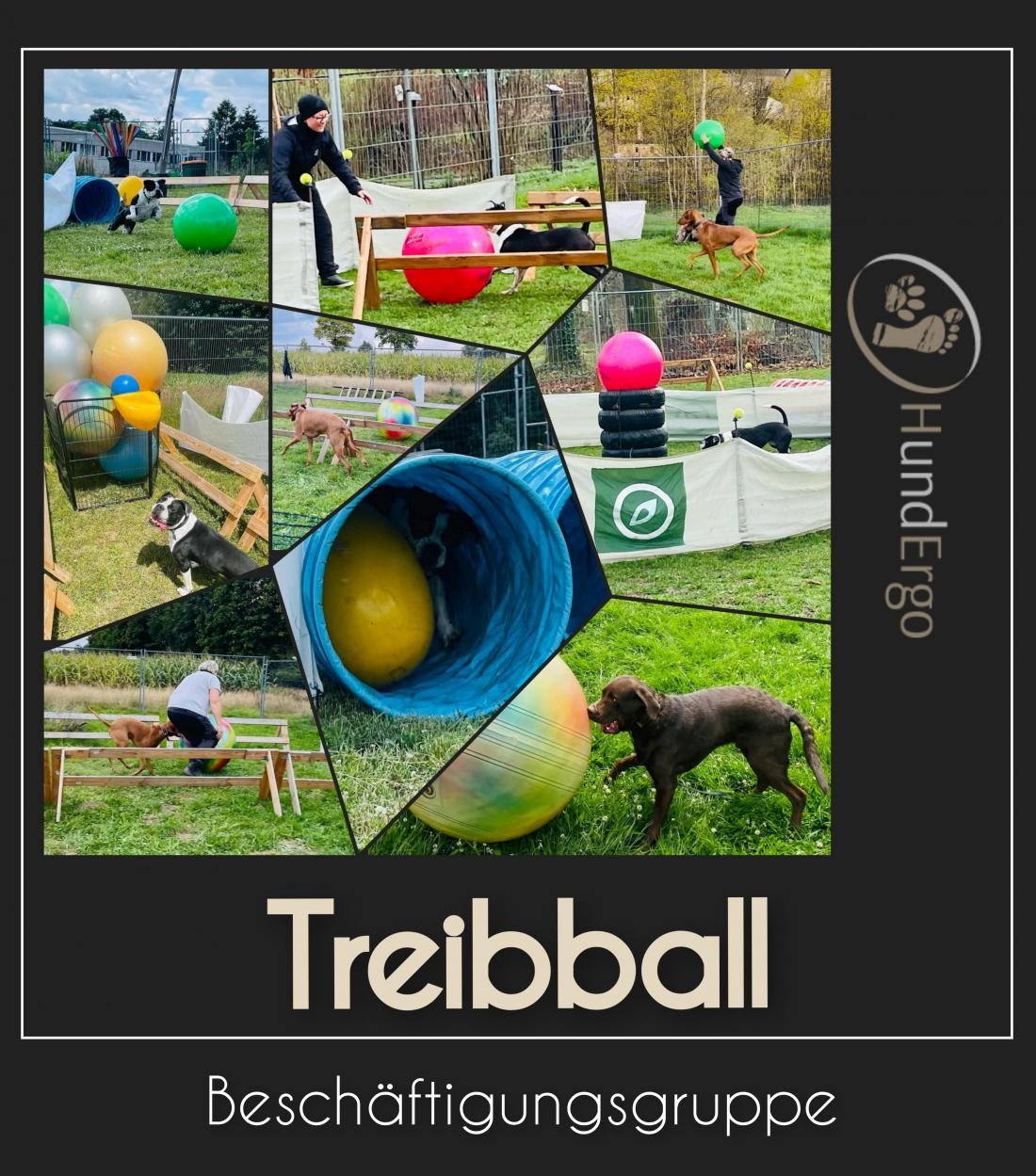 Beschäftigung - Treibball