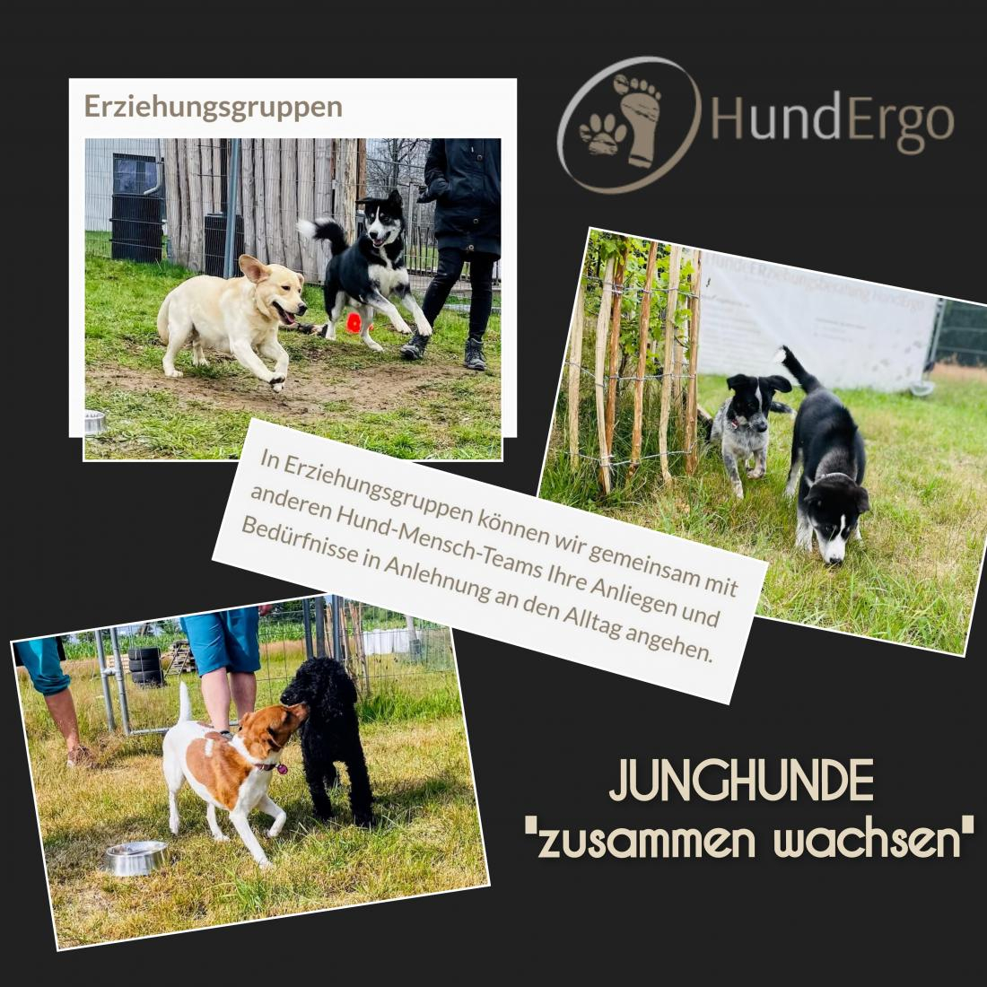 Erziehung - Junghunde