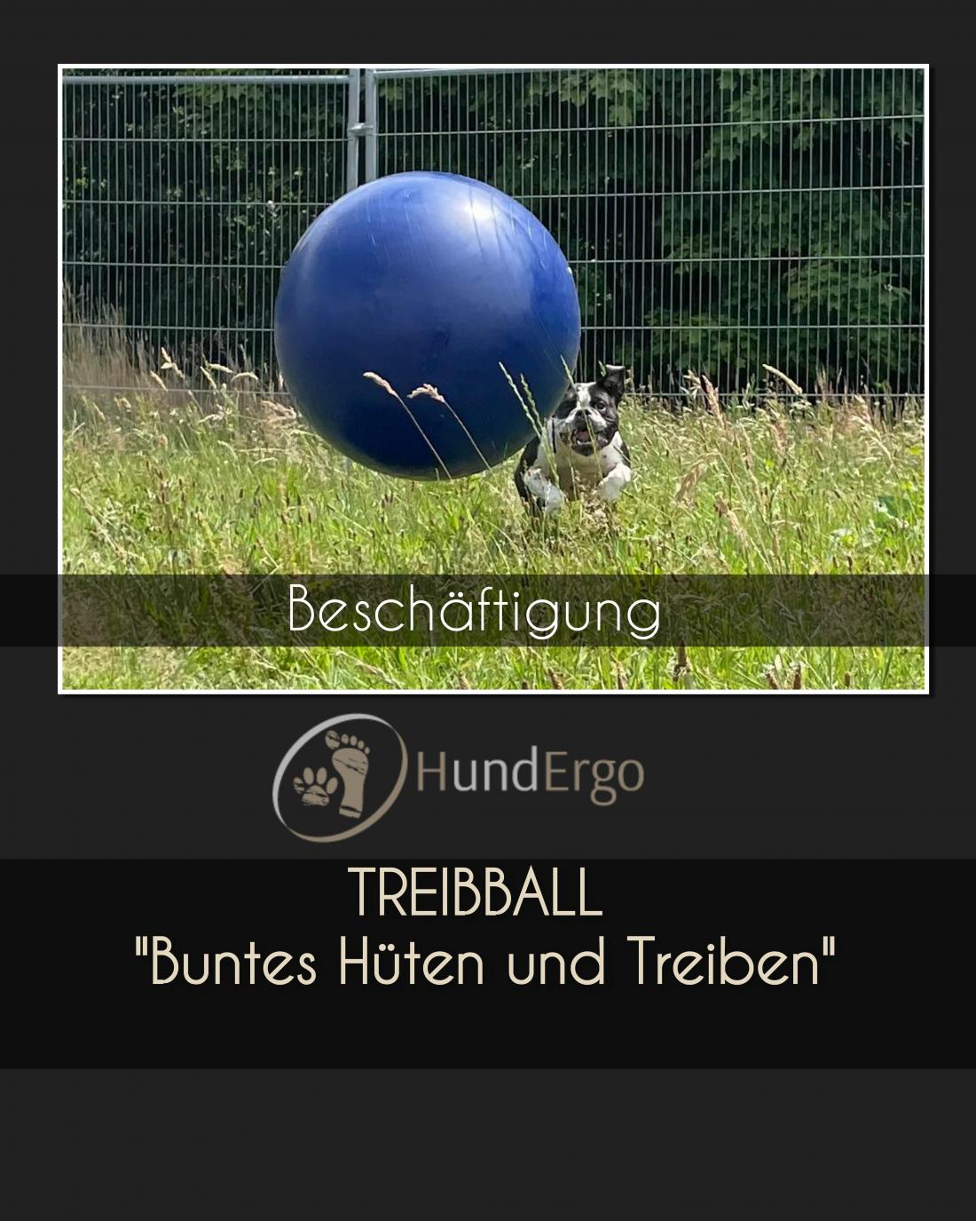 Beschäftigung - Treibball